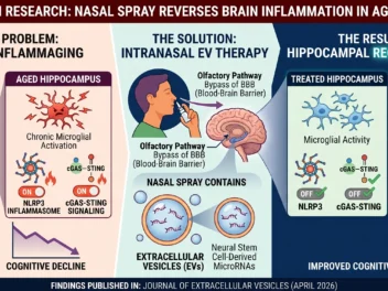 New research found that the chronic brain inflammation responsible for memory decline can be reversed with two doses of a nasal spray derived from human neural stem cells