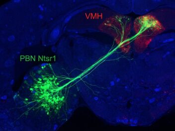 A new study found the brain circuit that explains why you lose your appetite when you are anxious, and discovered it works like a single switch controlling both at once
