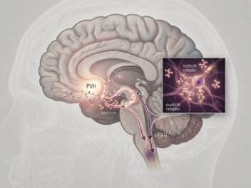 People with narcolepsy collapse when they laugh or feel joy. Scientists just found the brain circuit responsible, and it runs through the love hormone