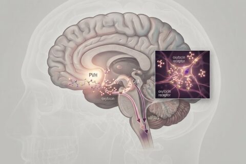 People with narcolepsy collapse when they laugh or feel joy. Scientists just found the brain circuit responsible, and it runs through the love hormone