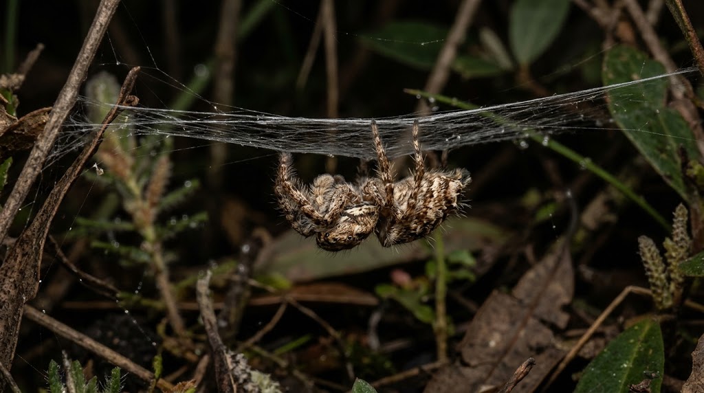 Scientists found that a tiny jumping spider sleeps in two stages, and one of them looks a lot like the stage where humans dream